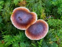 Bodennahe kleine dunkelbraune Pilze mit hellem Rand im Tamarisken-Thujamoos